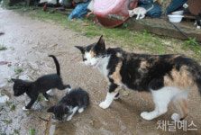 [이용한의 야옹합니다] 내 신발 위의 고양이