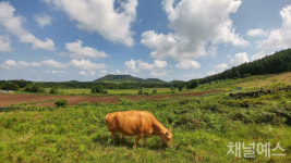 [제주 오름을 걷다] 내 인생의 전환점, 제주 백약이오름