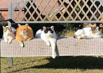 고양이 30마리와 마당을 공유하는 삶