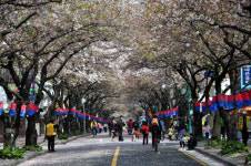 벚꽃축제, 제주시·삼도1동 어설픈 통합