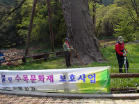 제주시, 산천단 곰솔 등 식물문화재 정비
