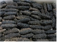 제주 홍해삼 미주시장 진출