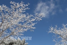 [제주날씨] 7일 봄을 질투하는 겨울…꽃샘추위 지속