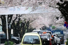 [포토] 하얀 눈 내리듯 흩날리는 벚꽃잎은…