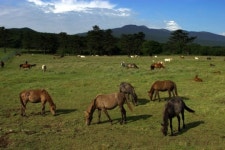 말고기 생산·마로 조성 등 제주 말 산업 본격 육성