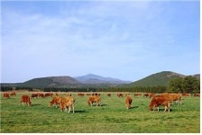 풀만 먹인 Grass-Fed 한우 출시 눈길