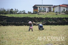 우도 본연의 정취, 오래 간직하려면...?