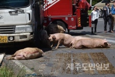 [포토] 제주 5.16도로서 돼지수송트럭 전복