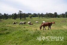 푸른 초원에서 여유를 만끽하는 제주마
