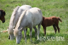 푸른 초원에서 여유를 만끽하는 제주마