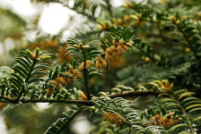 비자, 조선시대 별공 바칠 정도로 귀중