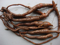 백수오, 자양강장·보혈 효능에도 억울