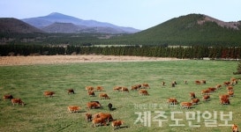 제주 청정환경서 소 키웁니다