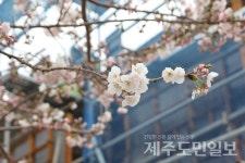벚꽃 없는 제주왕벚꽃축제 되려나…
