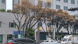 38년 된 제주 가로수들, 무참히 싹둑