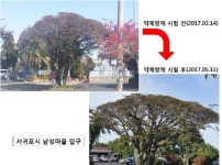 담팔수 고사원인 파이토플라스마 병원균