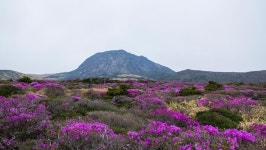한라산, 털진달래 만개 연분홍빛 물결