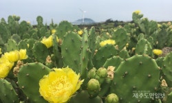 제주 한림에서 즐기는 여유