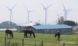 제주는 지금 천고마비의 계절