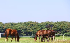 제주는 지금 천고마비의 계절