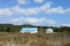 서귀포 광평리, 제주메밀로 국내정상 도전