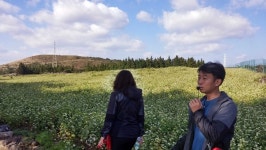 서귀포 광평리, 제주메밀로 국내정상 도전