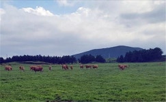 제주시 마을공동목장 감소세 지속