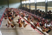 산란계 농장, 동물복지형 축사시설 의무화