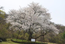 왕벚나무 조직배양묘 대량 보급 구축