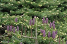 제주의 보물 구상나무, 활용도 기대