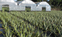 조용한 치료자 알로에, 위건강·변비 특효