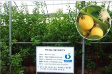 환상적 향·맛·약효…구아바 팔색조 매력