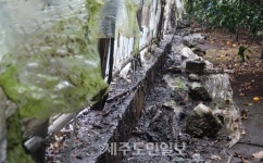 서귀포 보목동 감귤 비닐하우스서 화재 발생