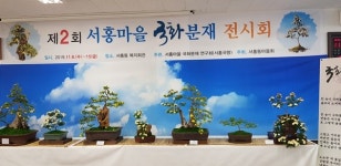 제2회 서홍마을 국화분재 전시회 6~15일 개최