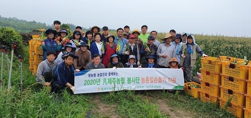 제주농협 봉사단, 초당옥수수 수확 일손지원 | 포토뉴스