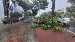 태풍 바비 할퀸 제주도…강풍에 곳곳 생채기