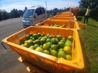 드론 띄운 서귀포시…비상품 극조생감귤 수확 적발