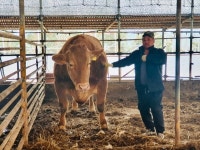 삼성한우농장, 1,265kg 슈퍼한우 출현