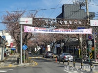 봄이 왔어요~ 제주 벚꽃 개화
