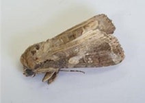 중국발 비래해충 발생 2주 빠르고 많아...제주농가 골머리