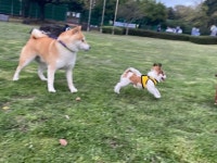 반려동물 진료비 천차만별