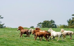 제주도, 말산업특구 운영평가 전국 1위