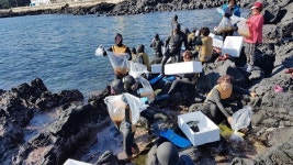제주, 홍해삼 종자 12만 마리 바다에 방류