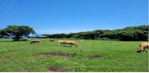 11년 새 제주 마을목장 25.3% 면적 사라져