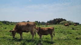 제주, 전국 최초 저메탄 사료 공급...온실가스 저감↓