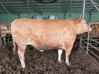 제주 서귀포 슈퍼한우 눈길