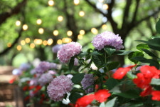 힐링 수목원 상효원, 수국 꽃들로 물들다