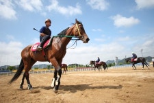 한국마사회 제주목장, 더러브렛 시험육성 사업 30년만에 종료