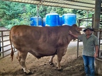 제주서 역대급 슈퍼한우 출하...생체중 1290kg