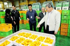 김완근 제주시장, 감귤 유통처리 상황 점검…저급품 출하 자제 당부